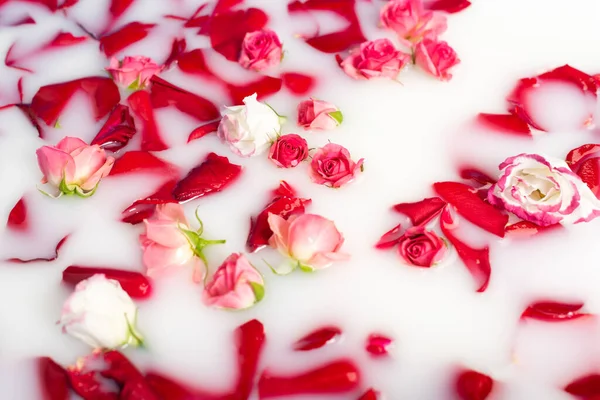 Вид зверху на пелюстки червоної троянди і рожеві квіти в молочній воді — стокове фото