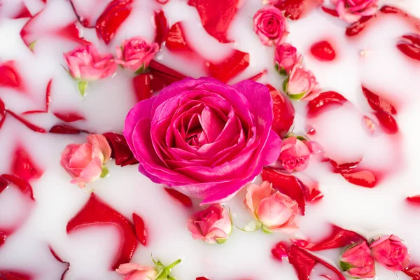 Top view of pink flower near roses in milky water — Stock Photo
