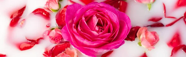 Top view of pink flower near roses in milky water, banner — Stock Photo