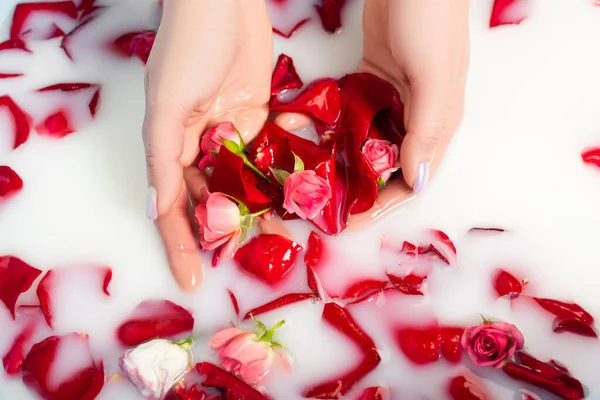 Cropped view of woman holding rose petals in milky water — Stock Photo