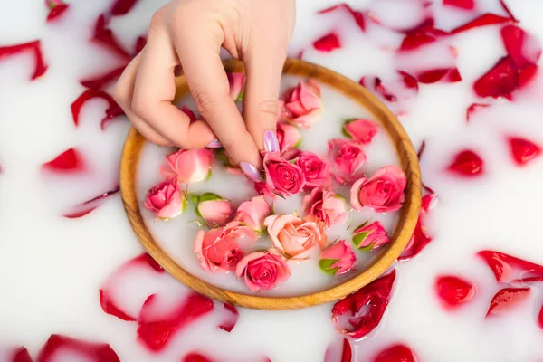 Cropped view of woman holding tea rose near bowl with milky water — Stock Photo