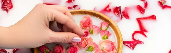 Cropped view of woman holding tea rose near bowl with milky water, banner — Stock Photo