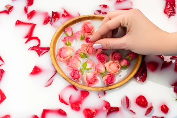Partial view of woman holding tea rose in bowl with milky water — Stock Photo