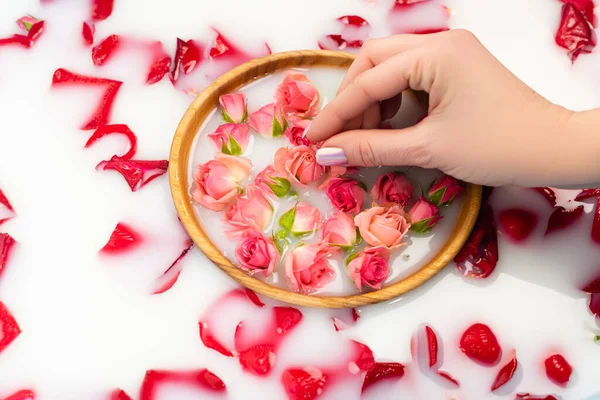 Vista parcial de la mujer sosteniendo rosa de té en un tazón con agua lechosa - foto de stock