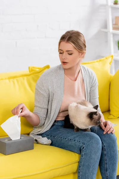 Woman with allergy taking napkin from box near siamese cat on sofa — Stock Photo