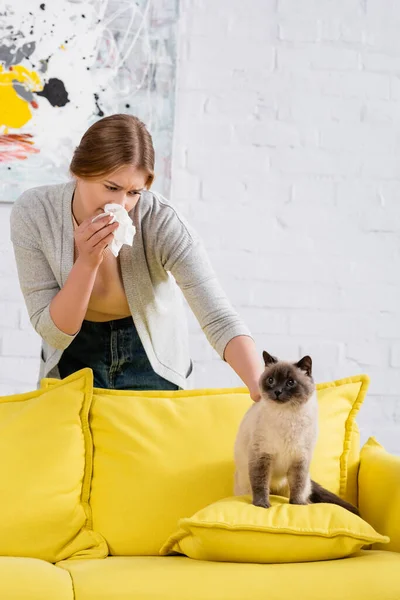 Donna con allergia petting gatto siamese sul cuscino sul divano — Foto stock