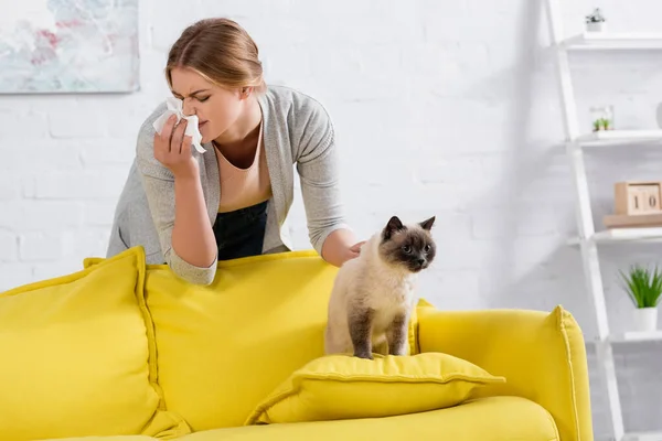 Mujer joven estornudando cerca de siamés gato en sala de estar - foto de stock