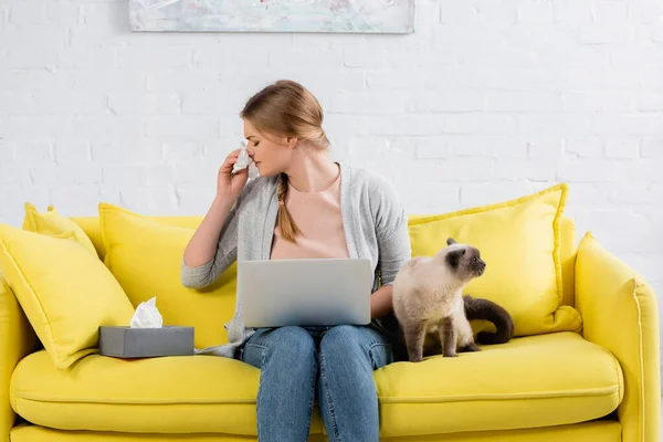 Freelancer jovem com laptop espirrando durante a alergia perto de gato siamês e guardanapos — Fotografia de Stock