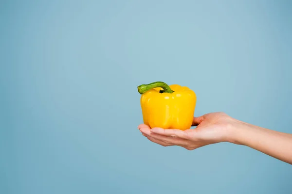 Female hand with yellow bell pepper isolated on blue — Stock Photo