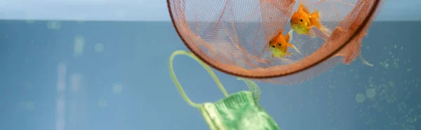Goldfishes in net near medical mask in water, ecology concept, banner — Stock Photo