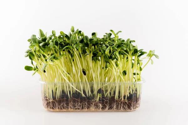 Young plants growing in plastic container on white, ecology concept — Stock Photo