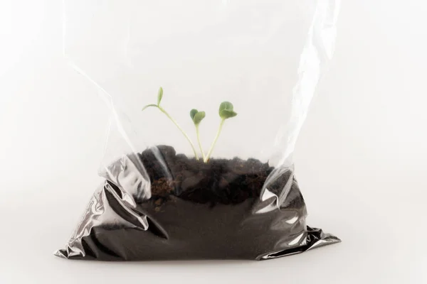 Почва с молодыми растениями в пластиковом пакете на белом, экологическая концепция — стоковое фото