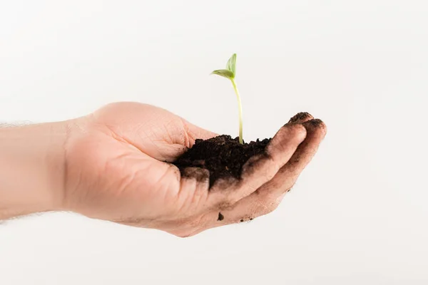 Vista cortada do homem que prende o solo com planta nova isolada no conceito branco, ecologia — Fotografia de Stock