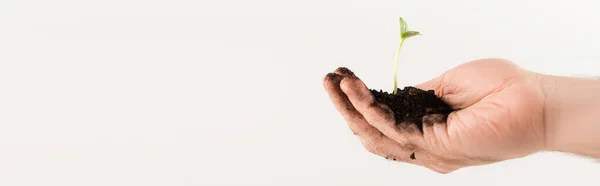 Vista parcial de la mano masculina con la planta joven aislada en blanco, concepto de ecología, bandera - foto de stock