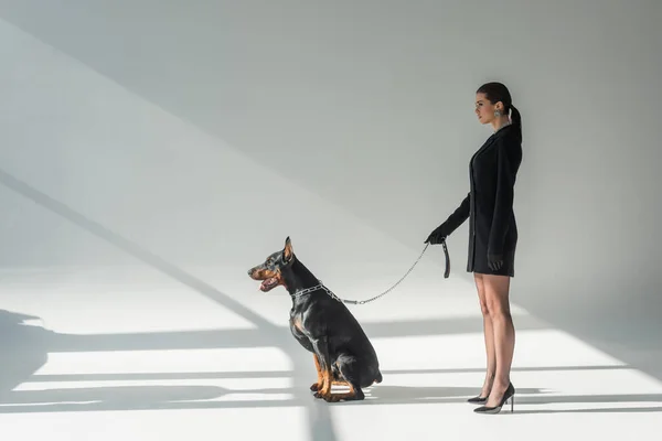 Side view of woman in black blazer dress with doberman on chain leash on grey background with shadows — Stock Photo