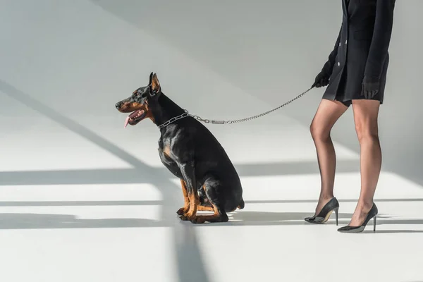 Vista recortada de mujer elegante cerca de doberman con correa de cadena sobre fondo gris con sombras - foto de stock