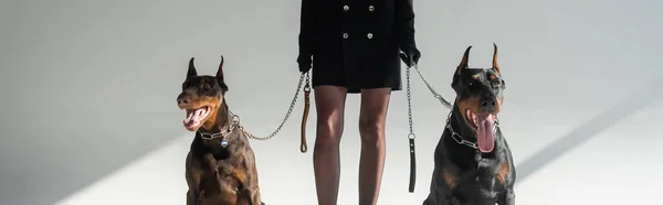 Обрезанный вид стильной женщины с собаками добермана на цепных поводках на сером фоне, баннер — стоковое фото