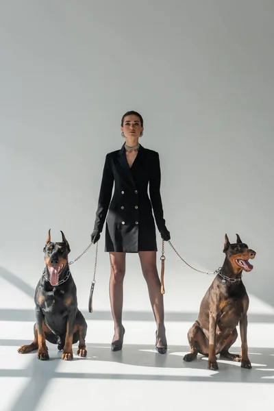 Doberman dogs near a confident woman in black blazer dress on grey background with shadows — Stock Photo