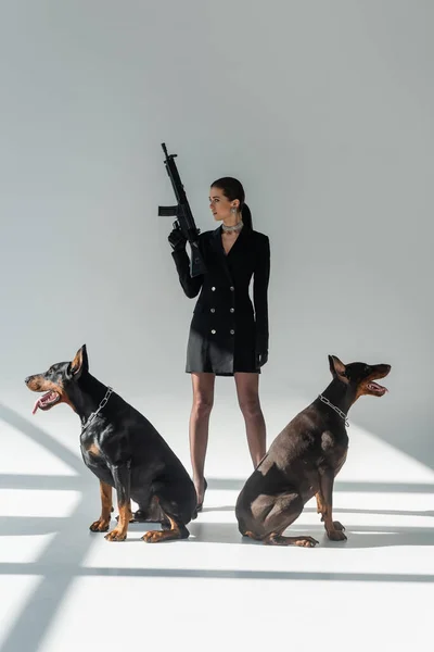 Mulher elegante segurando rifle enquanto olha para longe perto de cães doberman no fundo cinza com sombras — Fotografia de Stock