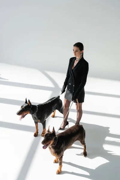 Vista ad alto angolo di donna alla moda con cani doberman a catena guinzagli su sfondo grigio con ombre — Foto stock