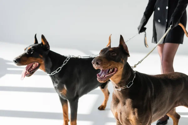 Vista cortada de mulher com dobermans em trelas de corrente no fundo cinza com sombras — Fotografia de Stock