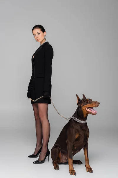 Vista completa de la mujer elegante mirando a la cámara cerca de doberman perro sobre fondo gris - foto de stock