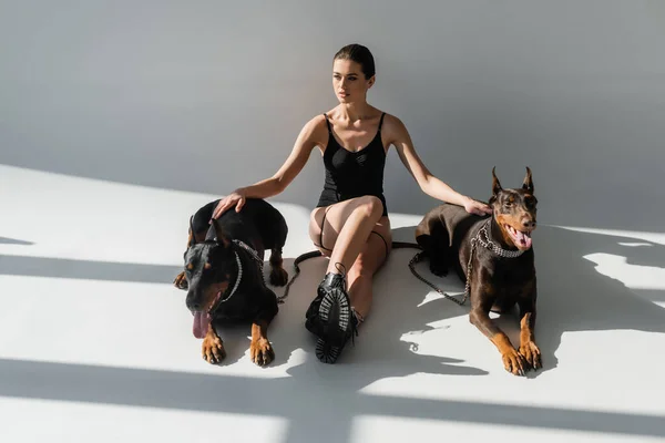 Sexy woman in bodysuit and boots sitting with dobermans on grey background with shadows — Stock Photo