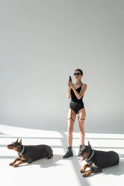 Sexy woman in bodysuit standing with gun near dobermans on grey background with shadows — Stock Photo
