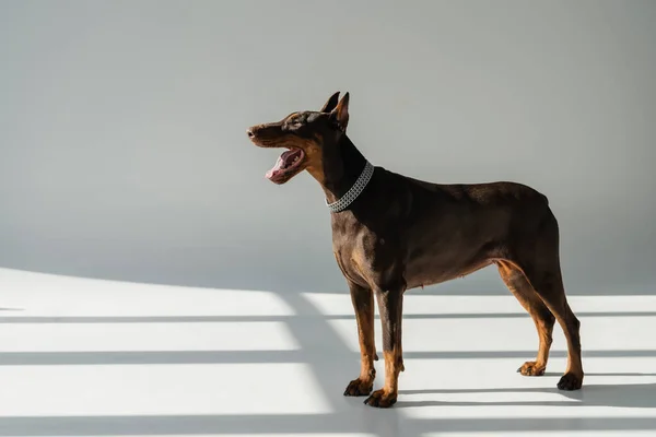Собака добермана стоит на сером фоне с тенями — стоковое фото