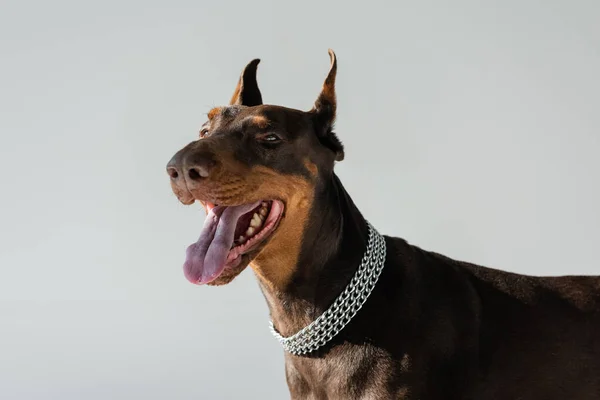 Сильный доберман собака в цепи воротник изолирован на серый — стоковое фото