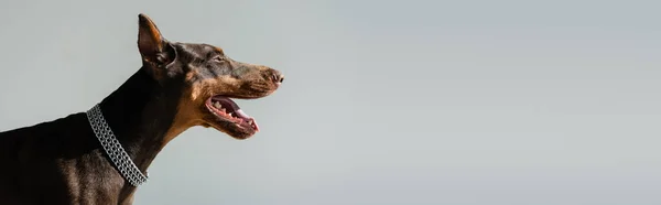 Doberman en collar de cadena aislado en gris, bandera - foto de stock