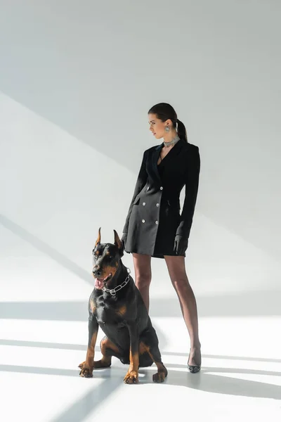 Mujer confiada en vestido de chaqueta negro mirando hacia otro lado cerca perro doberman sobre fondo gris con sombras - foto de stock