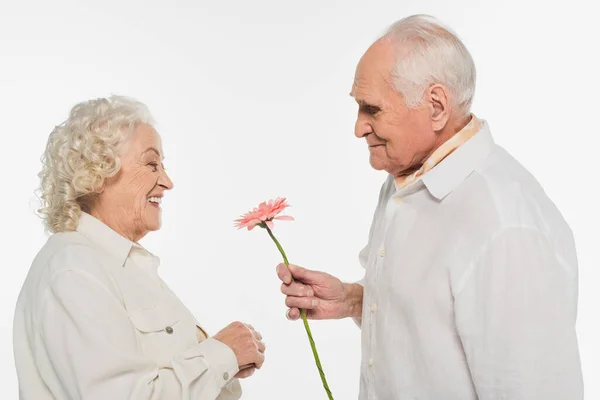 Sorridente uomo anziano che presenta rosa gerbera fiore alla moglie isolato su bianco — Foto stock