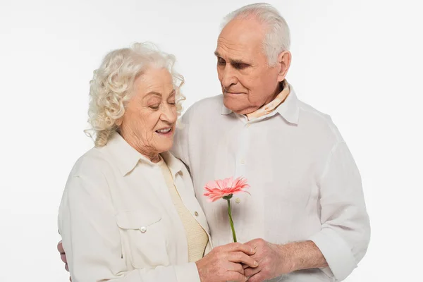 Sonriente pareja de ancianos abrazando y sosteniendo flor de gerberas rosa en manos aisladas en blanco - foto de stock