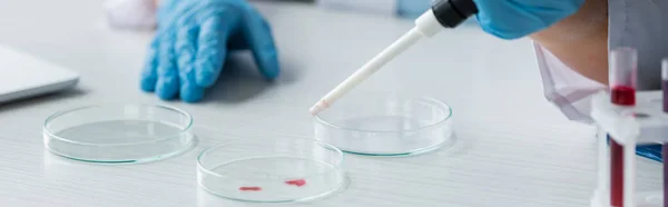 Vista cortada do cientista em luvas de látex segurando pipeta perto de placas de Petri, banner — Fotografia de Stock