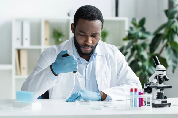 African american scientist in latex gloves holding electronic pipette near petri dish and microscope - foto de stock