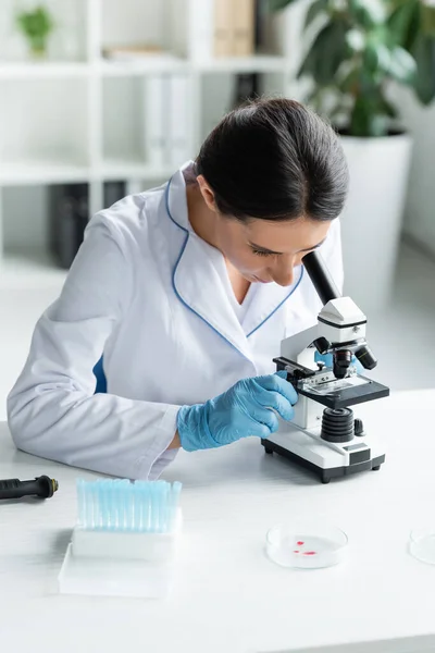 Scientist in latex gloves using microscope near petri dishes and test tubes — Stock Photo