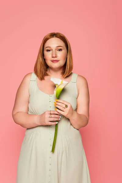 Plus size donna tenendo calla giglio isolato su rosa — Foto stock