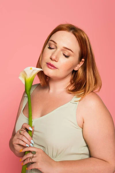 Young plus size woman with closed eyes holding calla lily isolated on pink — Stock Photo