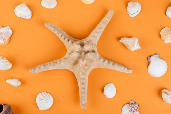 Vista superior de estrellas de mar cerca de conchas marinas sobre fondo naranja - foto de stock