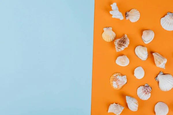 Vista superior de conchas marinas sobre fondo naranja y azul - foto de stock