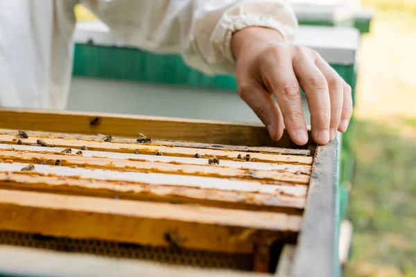 Cropped view of beekeeper near beehive with bees on blurred foreground — Stock Photo