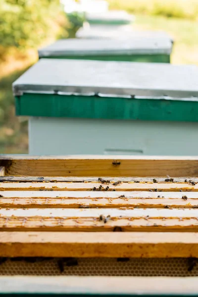 Selective focus of bees on beehive on apiary, blurred background — Stock Photo