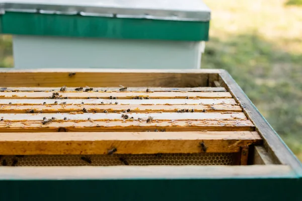 Bees on wooden honeycomb frames in beehive on apiary — Stock Photo