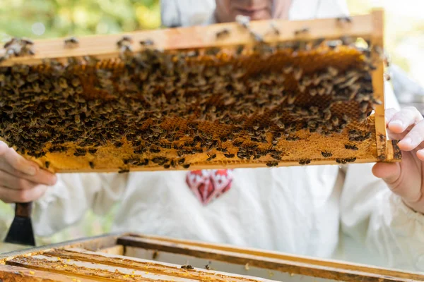 Vista ritagliata di ape master holding favo sfocato con api e miele su apiario — Foto stock