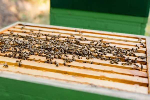 Selective focus of honeybees swarm on honeycomb frames — Stock Photo