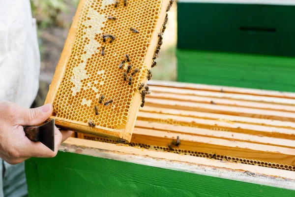 Bees near honey on honeycomb frame in hands of beekeeper with scraper — Stock Photo