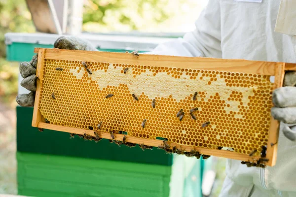 Api su favo in mani di apicoltore raccolto su apiario — Foto stock