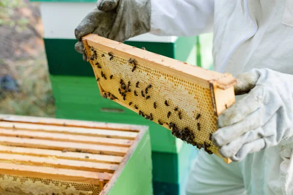 Cropped view of apiarist in protective gloves holding honeycomb frame with bees — Stock Photo