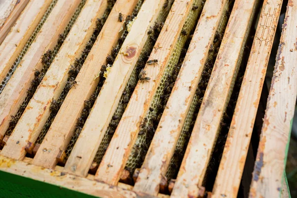 Вид зверху дерев'яні стільникові рамки з бджолами у вулику — стокове фото